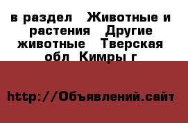  в раздел : Животные и растения » Другие животные . Тверская обл.,Кимры г.
